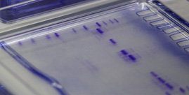 "Toothy Protein" Experiment "Toothy Protein" Experiment